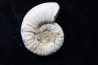 Mirosphinctes-aff-frickensis (4)