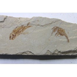 association crustacé et poisson: Pustulina  & Armigatus  Cénomanien Haquel - Byblos - LIBAN