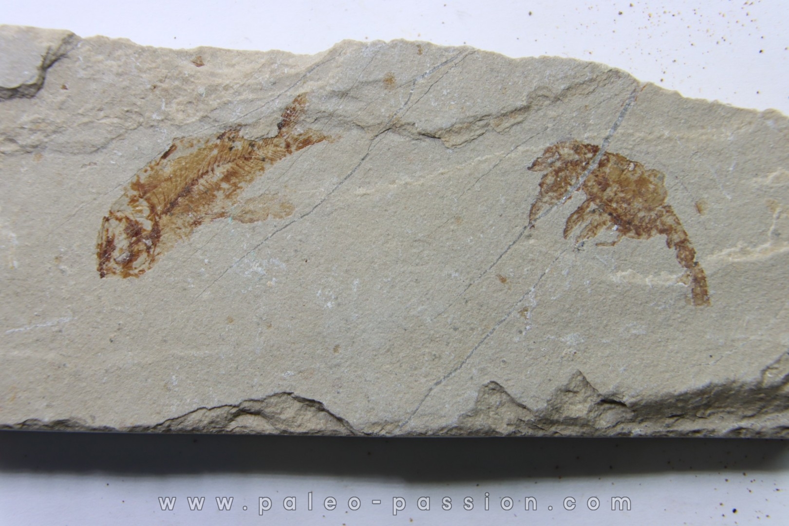 Crustacean fossils