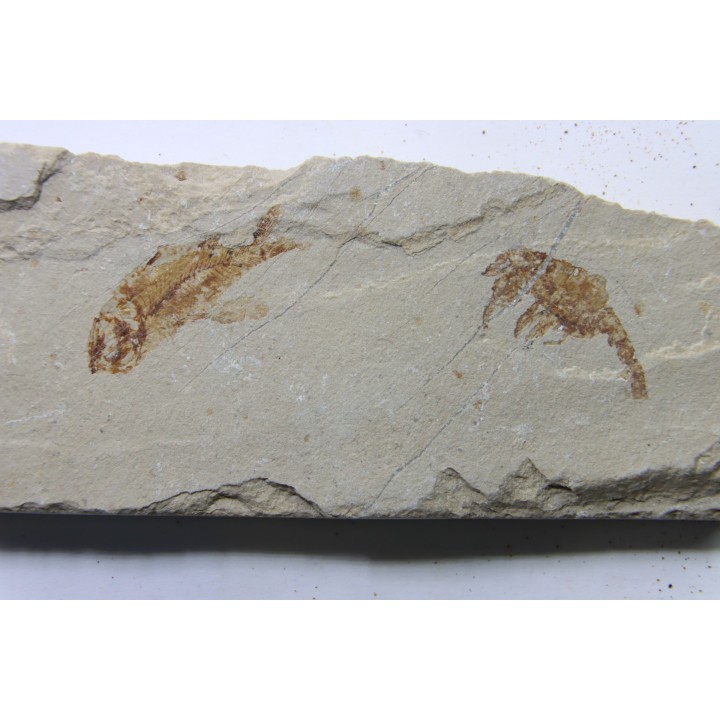 crustace and fish: Pustulina cretacea  & Armigatus Brevissimus - Cenomanian - Haquel, Byblos, LIBANON