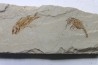 crustace and fish: Pustulina cretacea & Armigatus Brevissimus - Cenomanian - Haquel, Byblos, LIBANON