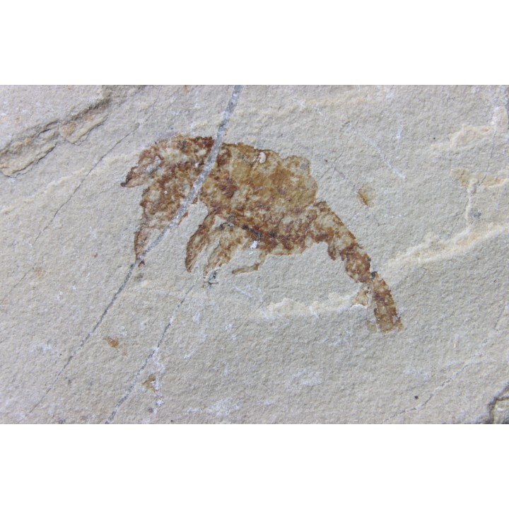 crustace and fish: Pustulina cretacea  & Armigatus Brevissimus - Cenomanian - Haquel, Byblos, LIBANON
