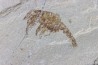 association crustacé et poisson: Pustulina  & Armigatus  Cénomanien Haquel - Byblos - LIBAN