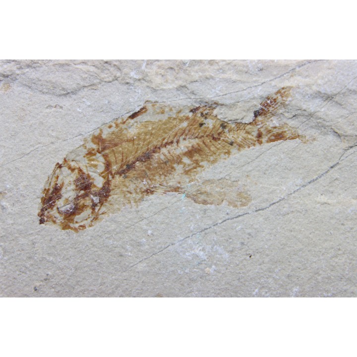association crustacé et poisson: Pustulina  & Armigatus  Cénomanien Haquel - Byblos - LIBAN