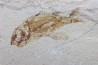 crustace and fish: Pustulina cretacea & Armigatus Brevissimus - Cenomanian - Haquel, Byblos, LIBANON