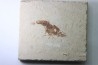 crustacé: Hakelocaris vavassorii - Cénomanien - Haquel - Byblos - LIBAN