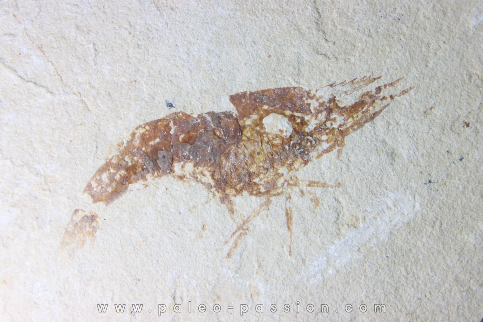 Crustacean fossils