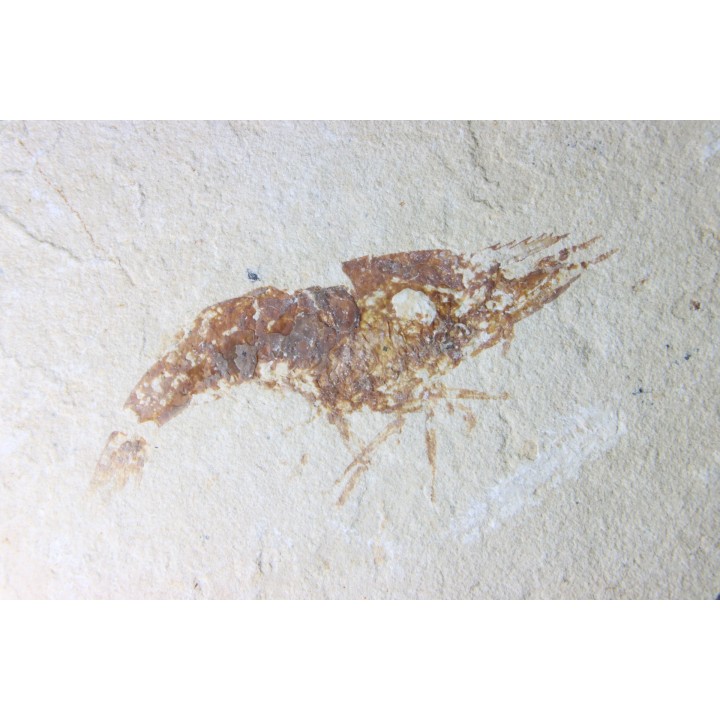 crustacé: Hakelocaris vavassorii -  Cénomanien - Haquel - Byblos - LIBAN