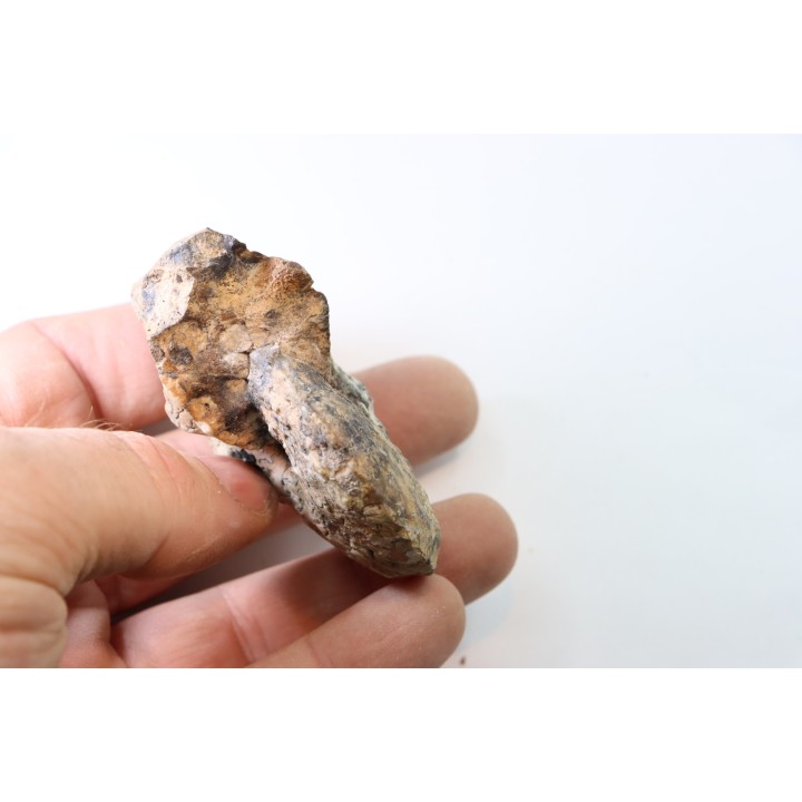 NEOTIBETITES sp. - Norien (TRIAS) - Bobonaro Scaly Clay - Noe Bihati - TIMOR - INDONESIE