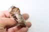 NEOTIBETITES sp. - Norien (TRIAS) - Bobonaro Scaly Clay - Noe Bihati - TIMOR - INDONESIE