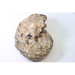NEOTIBETITES sp. - Norien (TRIAS) - Bobonaro Scaly Clay - Noe Bihati - TIMOR - INDONESIE