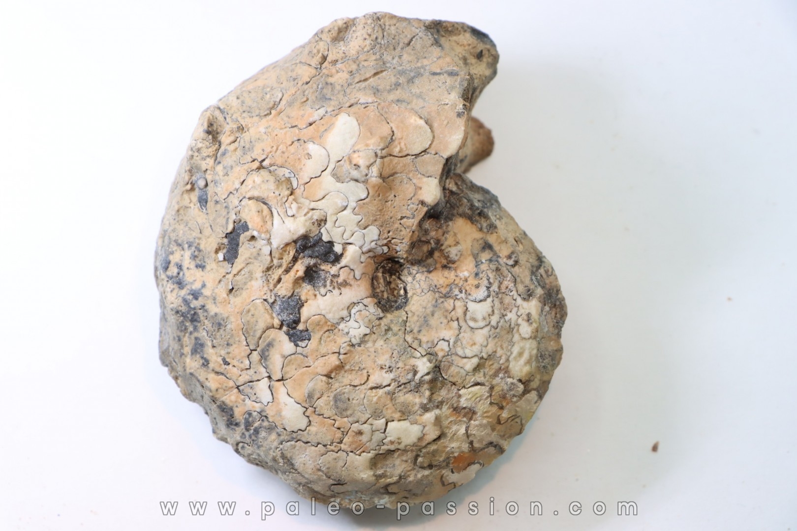 NEOTIBETITES sp. - Norien (TRIAS) - Bobonaro Scaly Clay - Noe Bihati - TIMOR - INDONESIE