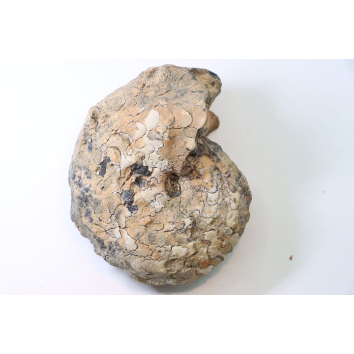 NEOTIBETITES sp. - Norien (TRIAS) - Bobonaro Scaly Clay - Noe Bihati - TIMOR - INDONESIE