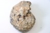 NEOTIBETITES sp. - Norien (TRIAS) - Bobonaro Scaly Clay - Noe Bihati - TIMOR - INDONESIE