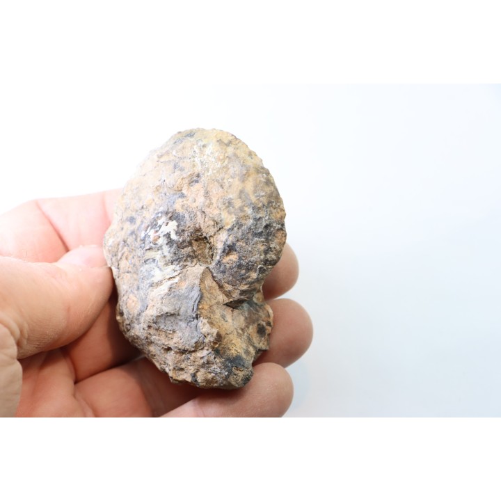 NEOTIBETITES sp. - Norien (TRIAS) - Bobonaro Scaly Clay - Noe Bihati - TIMOR - INDONESIE