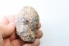 NEOTIBETITES sp. - Norien (TRIAS) - Bobonaro Scaly Clay - Noe Bihati - TIMOR - INDONESIE