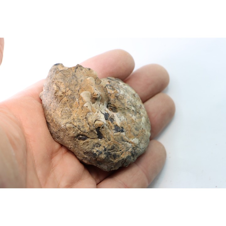 NEOTIBETITES sp. - Norien (TRIAS) - Bobonaro Scaly Clay - Noe Bihati - TIMOR - INDONESIE