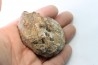 NEOTIBETITES sp. - Norien (TRIAS) - Bobonaro Scaly Clay - Noe Bihati - TIMOR - INDONESIE