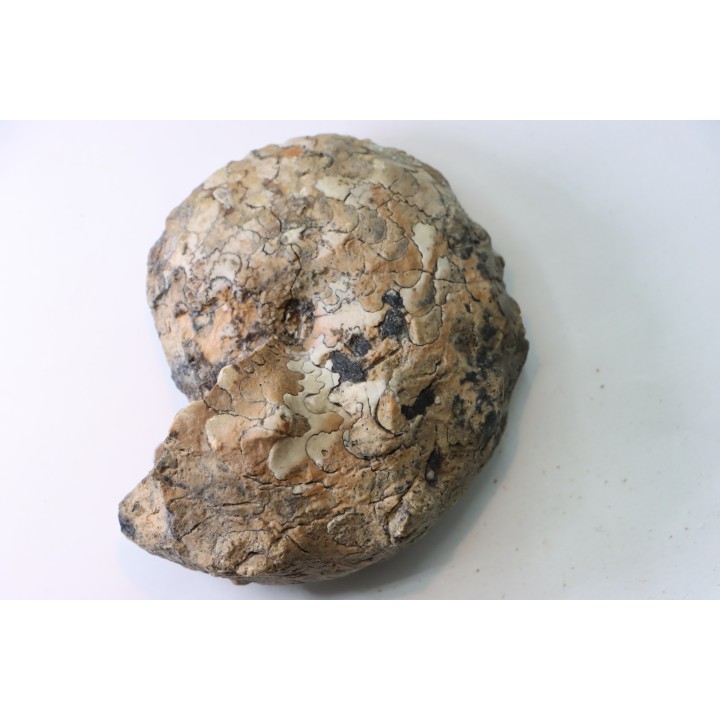 NEOTIBETITES sp. - Norien (TRIAS) - Bobonaro Scaly Clay - Noe Bihati - TIMOR - INDONESIE