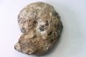 NEOTIBETITES sp. - Norien (TRIAS) - Bobonaro Scaly Clay - Noe Bihati - TIMOR - INDONESIE