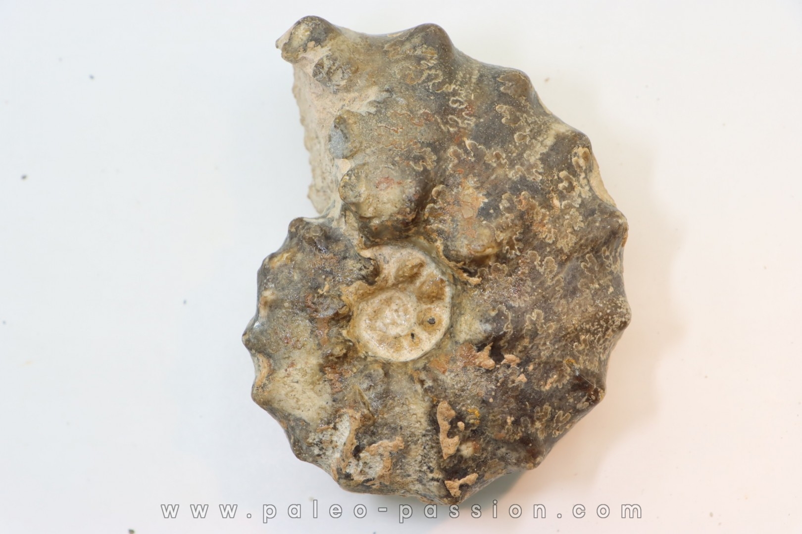 Mammites nodosoides - Turonien - Asfla – Goulmima – Maroc