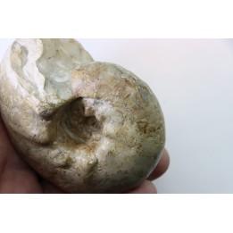 ORTHASPIDOCERAS  Kimmeridgien  La Rochelle - FRANCE