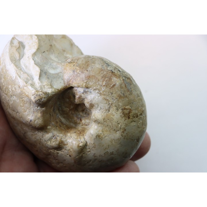 ORTHASPIDOCERAS  Kimmeridgien  La Rochelle - FRANCE