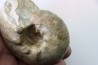 ORTHASPIDOCERAS  Kimmeridgien  La Rochelle - FRANCE