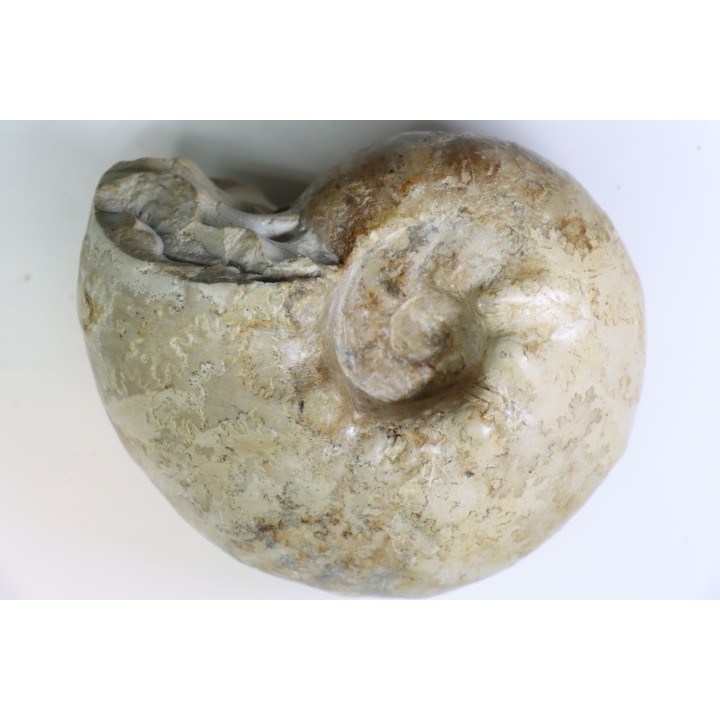 ORTHASPIDOCERAS  Kimmeridgien  La Rochelle - FRANCE