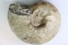 ORTHASPIDOCERAS  Kimmeridgien  La Rochelle - FRANCE