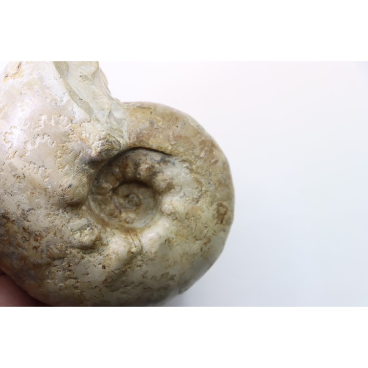 ORTHASPIDOCERAS  Kimmeridgien  La Rochelle - FRANCE