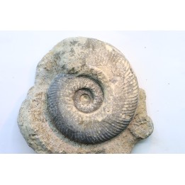 Hammatoceras Speciosum - Toarcien - Roanne - FRANCE