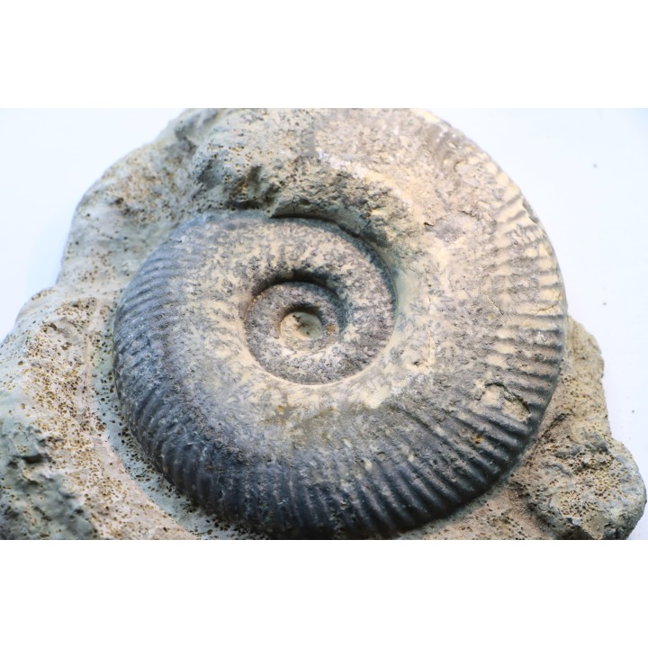 Hammatoceras Speciosum - Toarcien - Roanne - FRANCE