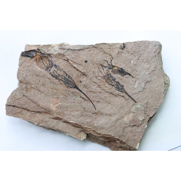 EOCRINOIDES: plate with  ASCOCYSTITES - Sandbian - upper ordovician - Bou Nemrou, Arfoud, Morocco