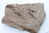 EOCRINOIDES: plate with ASCOCYSTITES - Sandbian - upper ordovician - Bou Nemrou, Arfoud, Morocco