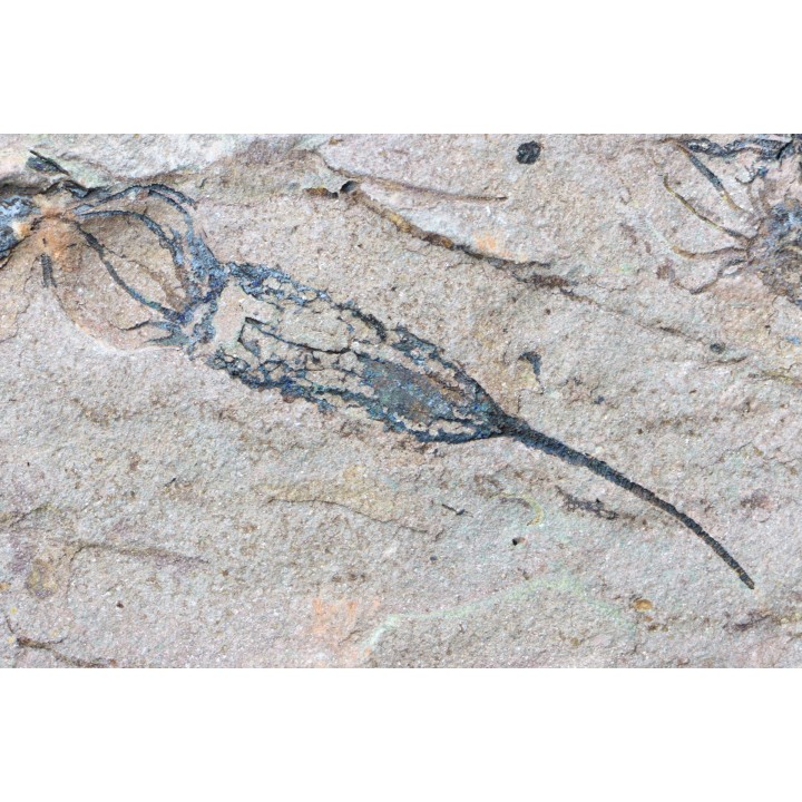 EOCRINOIDES: plate with  ASCOCYSTITES - Sandbian - upper ordovician - Bou Nemrou, Arfoud, Morocco