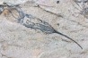 EOCRINOIDES: dalle à  ASCOCYSTITES - Sandbien - ordovicien sup. - Bou Nemrou, Erfoud, Maroc