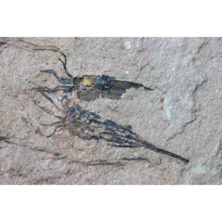 EOCRINOIDES: dalle à  ASCOCYSTITES - Sandbien - ordovicien sup. - Bou Nemrou, Erfoud, Maroc