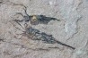 EOCRINOIDES: dalle à  ASCOCYSTITES - Sandbien - ordovicien sup. - Bou Nemrou, Erfoud, Maroc