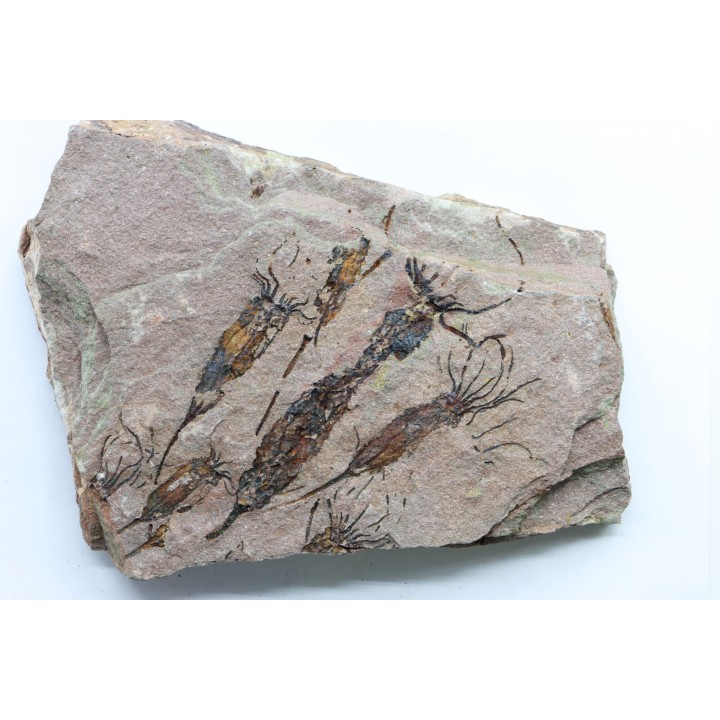 EOCRINOIDES: dalle à  ASCOCYSTITES - Sandbien - ordovicien sup. - Bou Nemrou, Erfoud, Maroc