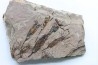 EOCRINOIDES: plate with ASCOCYSTITES - Sandbian - upper ordovician - Bou Nemrou, Arfoud, Morocco