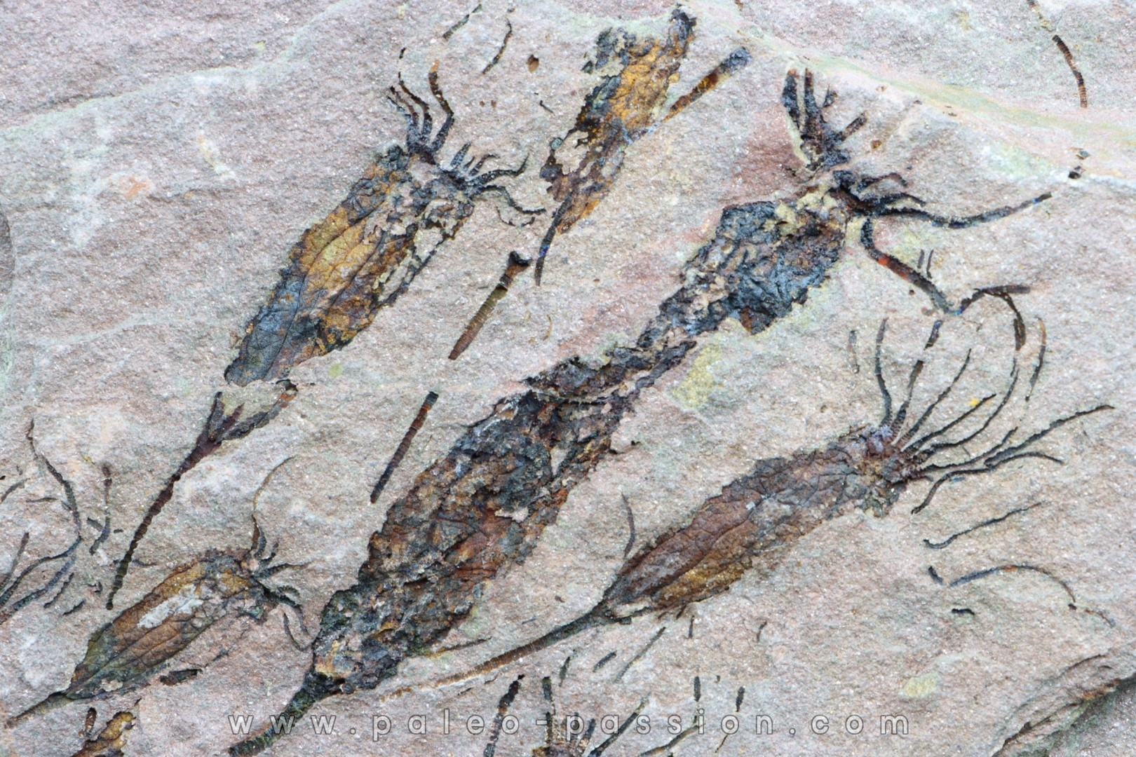 EOCRINOIDES: plate with ASCOCYSTITES - Sandbian - upper ordovician - Bou Nemrou, Arfoud, Morocco
