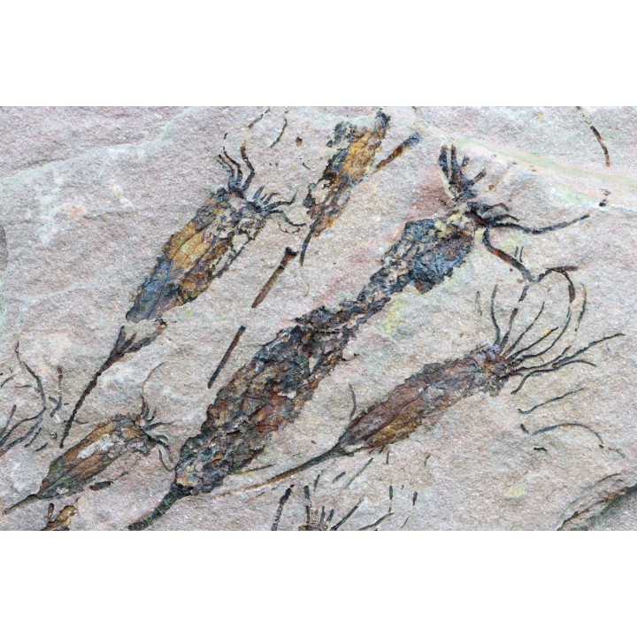 EOCRINOIDES: dalle à  ASCOCYSTITES - Sandbien - ordovicien sup. - Bou Nemrou, Erfoud, Maroc