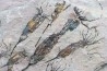 EOCRINOIDES: plate with ASCOCYSTITES - Sandbian - upper ordovician - Bou Nemrou, Arfoud, Morocco