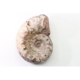 Temnocheilus sp. (M'COY 1844) - Permian - Lidak, Timor, Indonesia