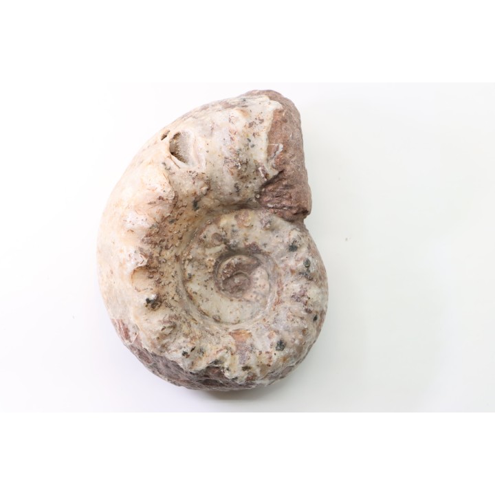 Temnocheilus sp. (M'COY 1844) - Permien - Lidak, Timor, Indonesie