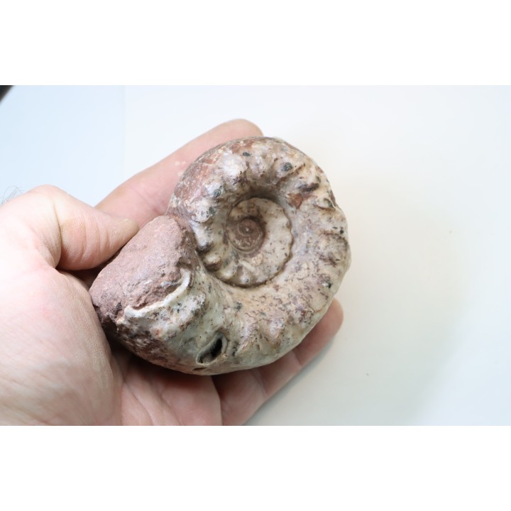 Temnocheilus sp. (M'COY 1844) - Permian - Lidak, Timor, Indonesia