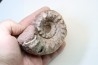 Temnocheilus sp. (M'COY 1844) - Permian - Lidak, Timor, Indonesia