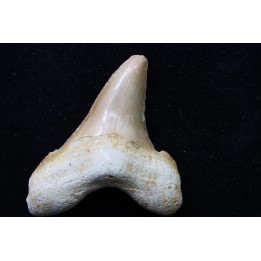 CARCHAROCLES SOKOLOVI