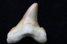CARCHAROCLES SOKOLOVI